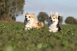 CORGI PEMBROKE 646
